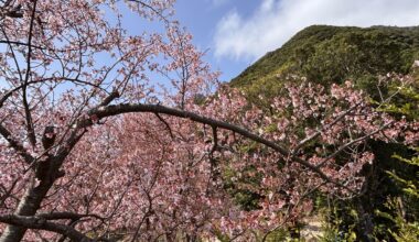 Sprouting on the mountains of Yakushima in Japan 🌸