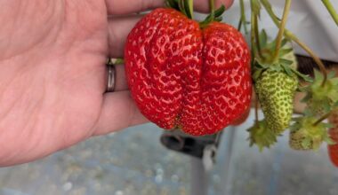 Strawberry picking in Hiroshima