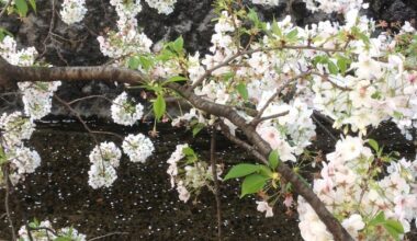 Sakura Season - Blooming beautifully by the river 🌸🌸