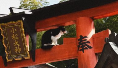 Tired shrine cat in Kyoto