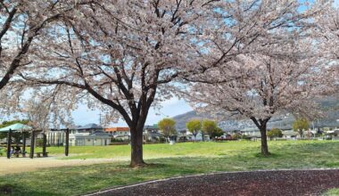 Fully bloomed Sakura in Yamanashi 🌸