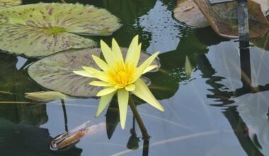 Sakuya Konohana Kan, Osaka