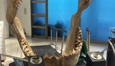 Okinawa churaumi Aquarium 🗾🇯🇵