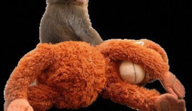 Japan's city issues zoo donation guide for viral baby monkey Punch to counter scams