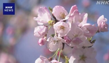 Imperial Palace's Inui Street opens ahead of cherry blossom season