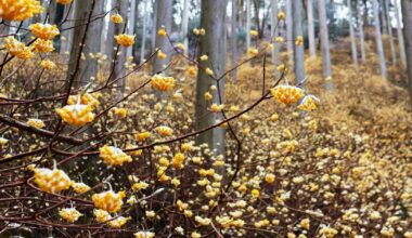 Fear of bear attacks prompts closure of Kyoto Pref. nature spot for 2026