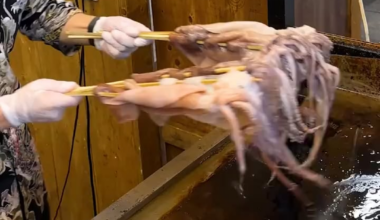 [50cm long!!] How to prepare a giant grilled squid on a hot plate🦑 [Ueno]