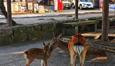 Deers at Miyajima Island