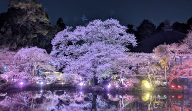 Cherry blossoms at Daigoji-temple in 🇯🇵Kyoto.