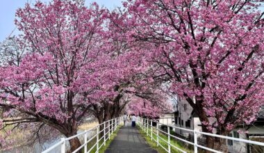 Happy Spring in Yamanashi 🌸