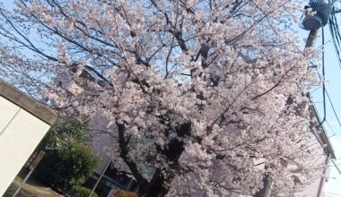 Cherry blossoms bloom
