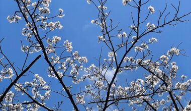 Love the glow of the blossoms in the sun! 🌸 ☀️