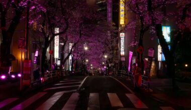 Sekurazaka Street Cherry Blossoms