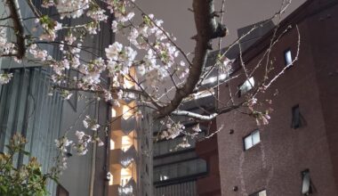 Spring has arrived in Tokyo.