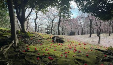 [OC] 2.5 Day Layover in Kyoto, March 8-10, 2026