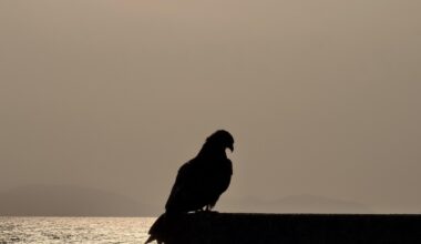 A hawk in Ainoshima island