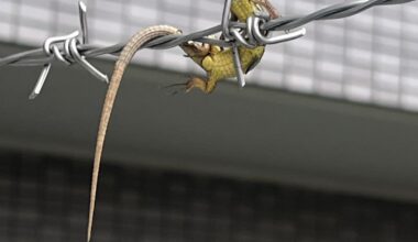 It’s not your weird neighbor’s kid - the butcher birds are back.