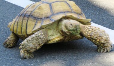 Saw an old man walking his tortoise today at Setagaya