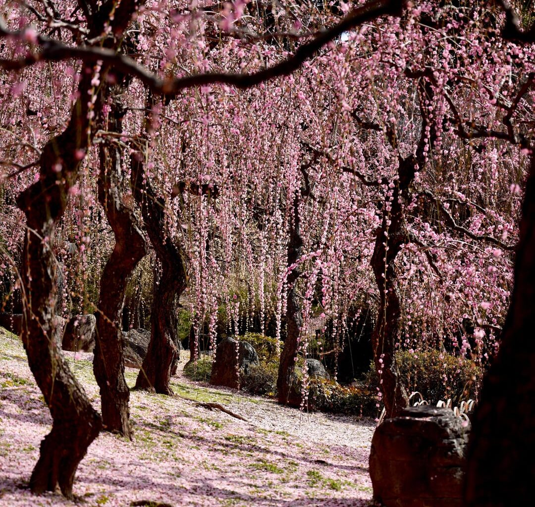 Jonangu Shrine today
