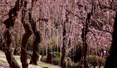 Jonangu Shrine today