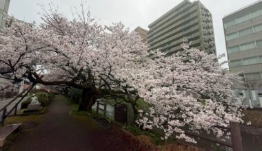Beautiful Cherry Blossom