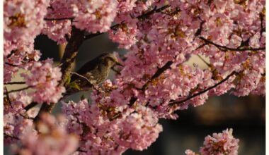 Kawazu-zakura (Cherry blossoms) of Yodo waterway, Kyoto