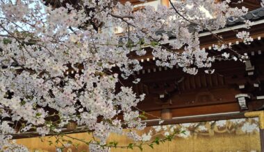 Cherry blossoms at Yutenji Temple