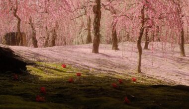 Plum blossoms in Kyoto are in full bloom