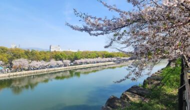 Cherry blossom season in Japan hits different