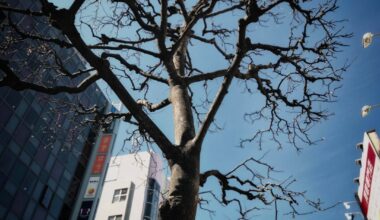 Feb - March trip from Hokkaido to Tokyo