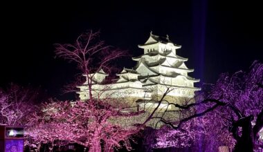 Himeji Cherry Blossoms at Night
