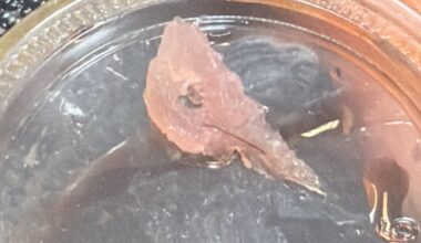 Is this a parasite or worm in my raw tuna?