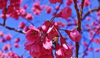 Honey bee on a Cherry Blossom