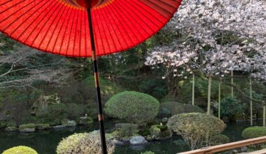 Cherry blossoms and a red umbrella at Enman-in Temple, Otsu, Shiga.🌸