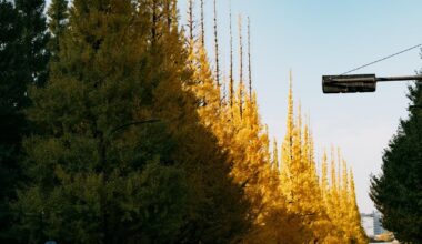 Aoyama ginko avenue