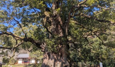Japans biggest tree trunk