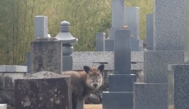 2019 Japanese serow sighting in Takayama