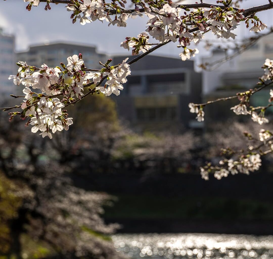 First time enjoying Sakura in Tokyo
