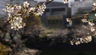 First time enjoying Sakura in Tokyo