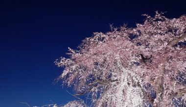 Cherry blossoms and the first star of the night — Maruyama Park, Kyoto