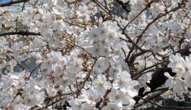 Cherry Blossoms at Sumida River Park, Tokyo