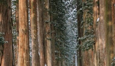 Winter Silence in the Cedar Forest