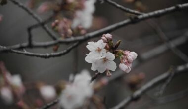 Tokyo's cherry blossom season officially begins
