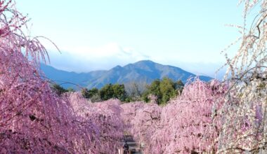 Plum blossoms - Suzuka forest garden