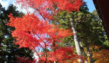 The Shrine and the Autumn Foliage
