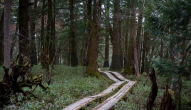 Exploring Nikko's ancient forest — the most peaceful I've felt in years