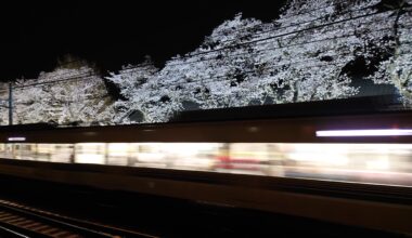 Night Sakura and the trail of light. Shot on smartphone, handheld. Matsudo, Japan."