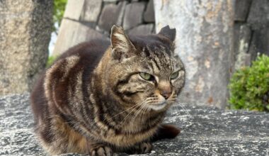 This guy at Ōsaka Castle