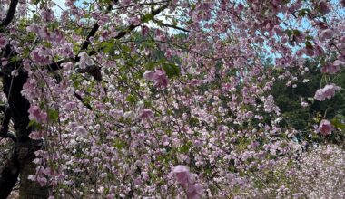 DAZAIE FU in FUKUOKA