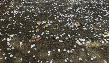 Fallen cherry blossoms on the steps